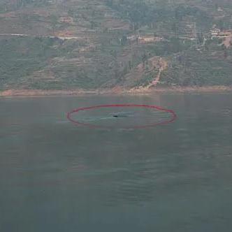 牂牁江水怪最新动态揭秘