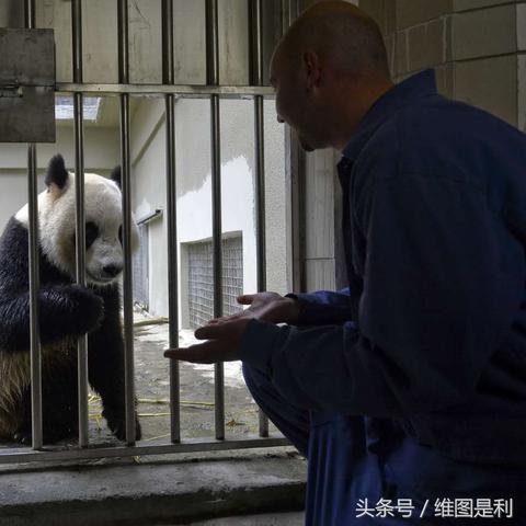 荷兰大熊猫最新动态更新，关注熊猫最新消息