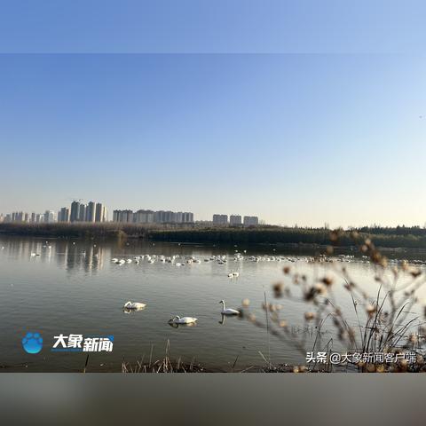 三门峡玉米价格走势分析，最新行情报告