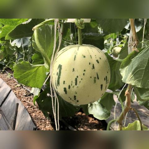 最新甜瓜品种革新突破，引领产业潮流