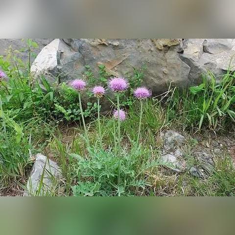 野花路最新进展，自然生态与旅游完美融合之路