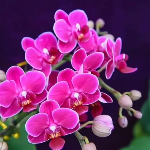 全球兰花产业蓬勃发展，中国领跑全球市场，最新兰花资讯