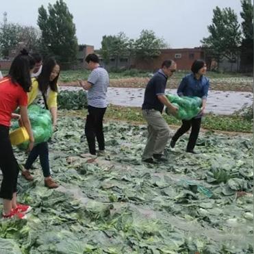 包菜最新行情动态，全面解析当前市场走势