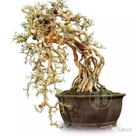 数字时代客户行为分析与策略应对最新探讨