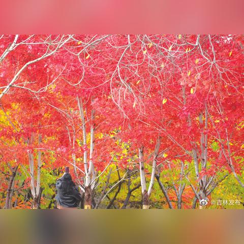 梧桐舞蹈，青春舞动，魅力独特风采展