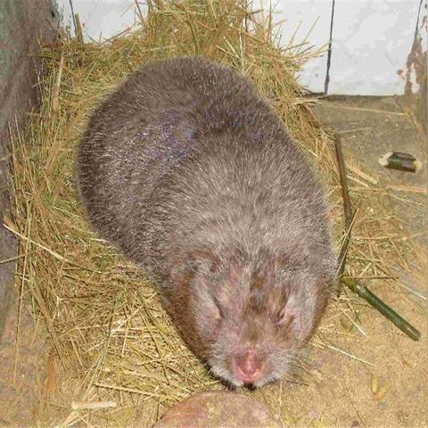 竹鼠舍最新建设详解，图片解析与细节探讨