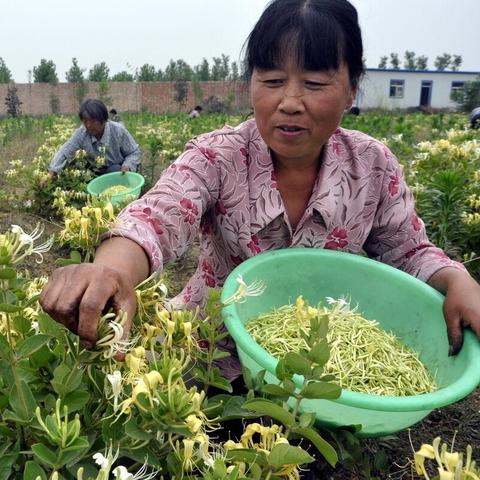 今日金银花价格走势分析，最新市场行情