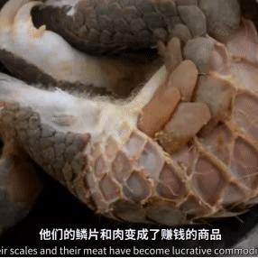 全国猪瘟疫情最新动态更新