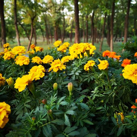 官港森林公园最新动态，投资规模、进展与未来展望