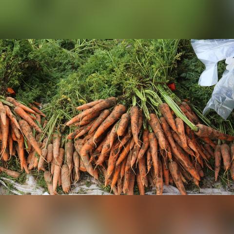 河南冬瓜价格走势分析，最新行情揭秘