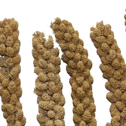 谷子最新价格动态及走势分析