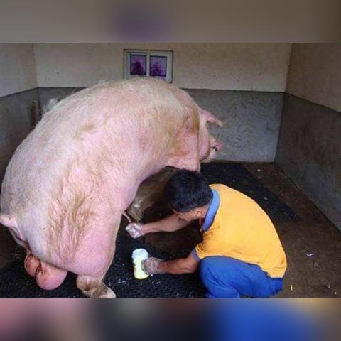 最新采精架,科技育种效率的新里程碑