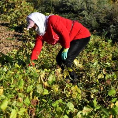 赤峰绿豆价格最新动态及分析