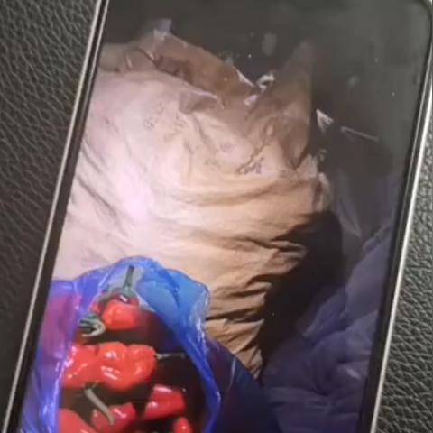 芜湖椒最新价格走势及分析