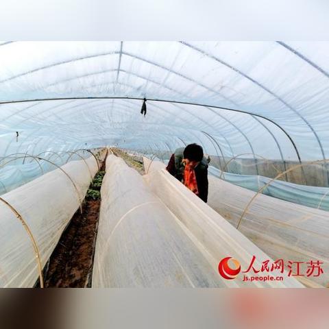 徐州花菜行情更新，市场走势分析