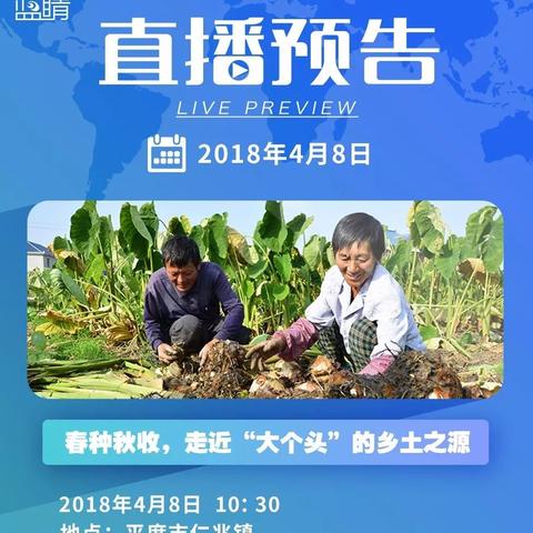 平度芋头最新市场行情分析,价格走势揭秘