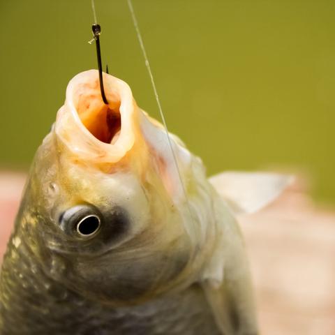 最新型鱼钩革新垂钓技术，革命性突破引领潮流