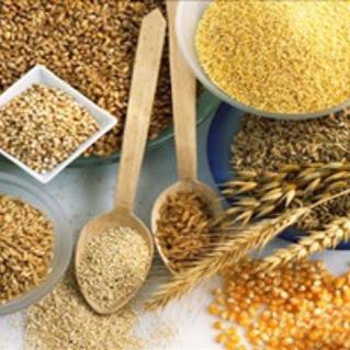 中央玉米政策最新解读，深度分析玉米政策动态