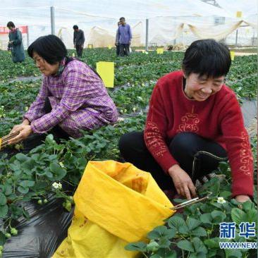 莱西最新招工信息大解析,招工信息详解!