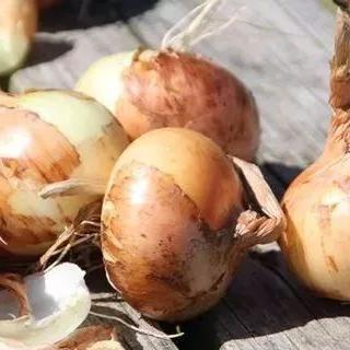 黄皮洋葱价格最新走势分析