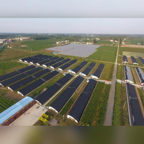 阜南小麦行情最新动态分析