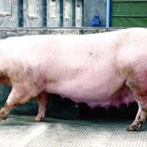 最新增大器技术，未来潜力与实际应用探索