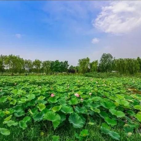 菏泽城北规划揭秘,塑造未来城市新面貌