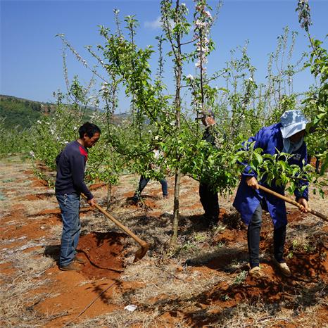 2025年果树新品种概览，未来种植选择