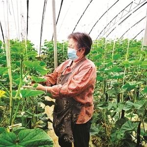 阳泉黄瓜价格最新分析，市场走势与影响因素探讨