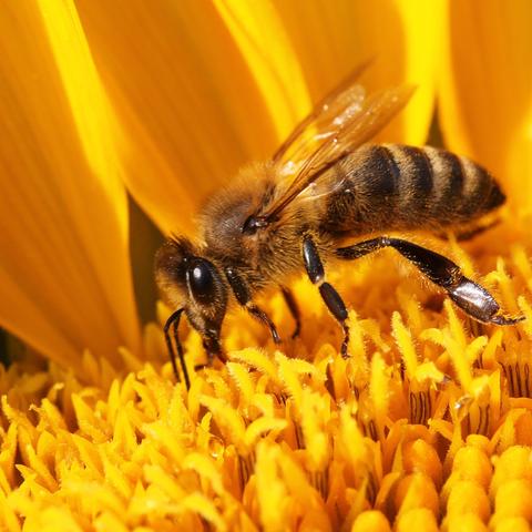 赤峰荞麦最新价格与市场趋势分析
