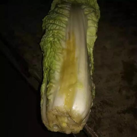 藁城白菜行情最新价格解析