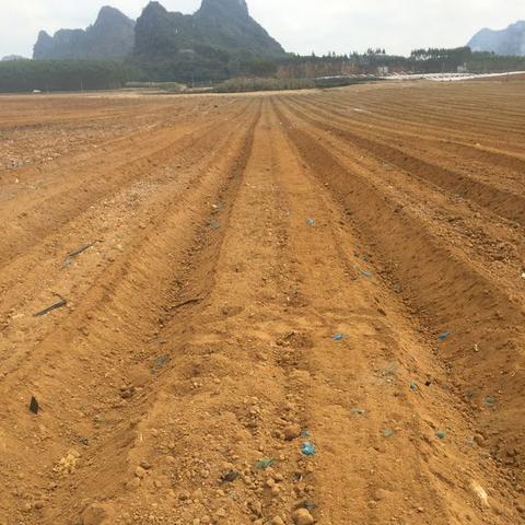 最新轮胎油收购市场动态解析