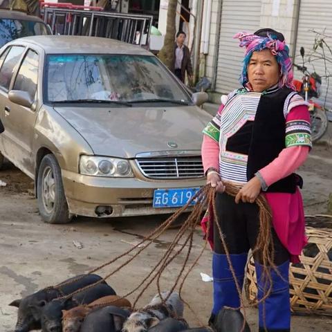 云南仔猪最新报价及市场动态概览