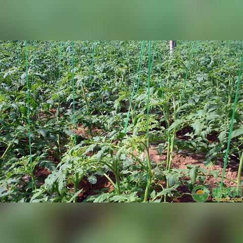 山东西红柿最新价格走势分析