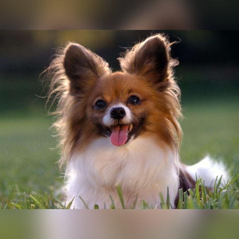 西班牙大学最新排名解析,排名榜单详解